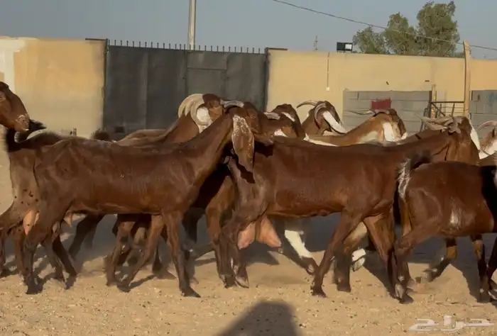 معزا مشاريك دهم وملاوين العدد 19 5