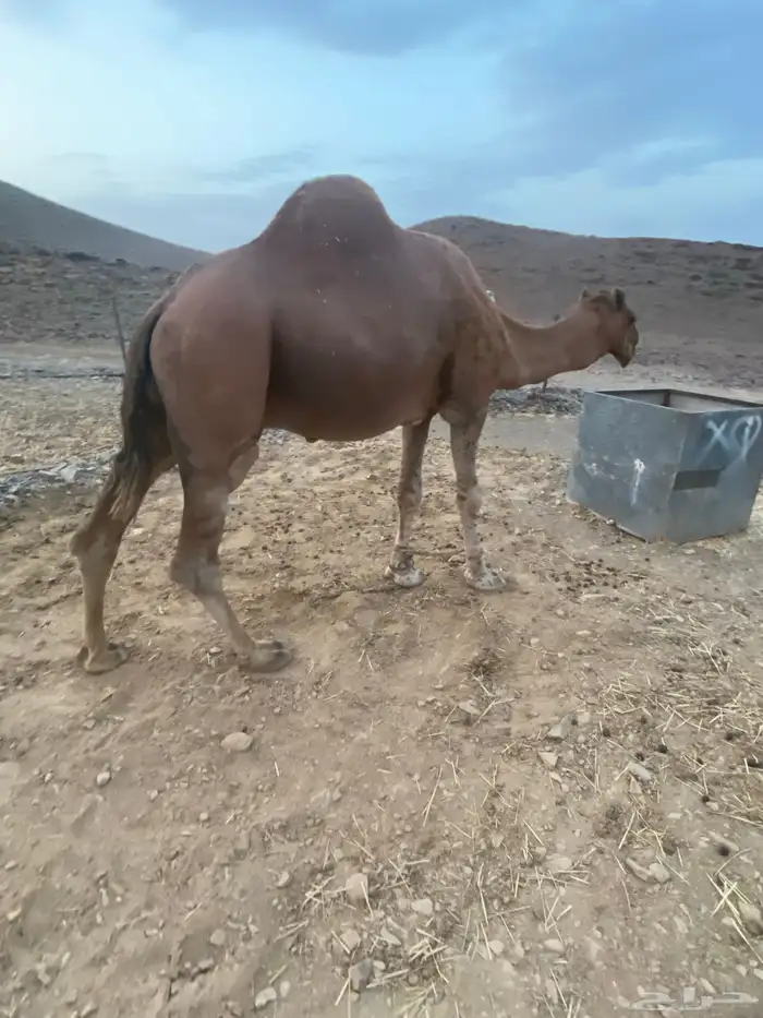 جمل فحل احمر 2