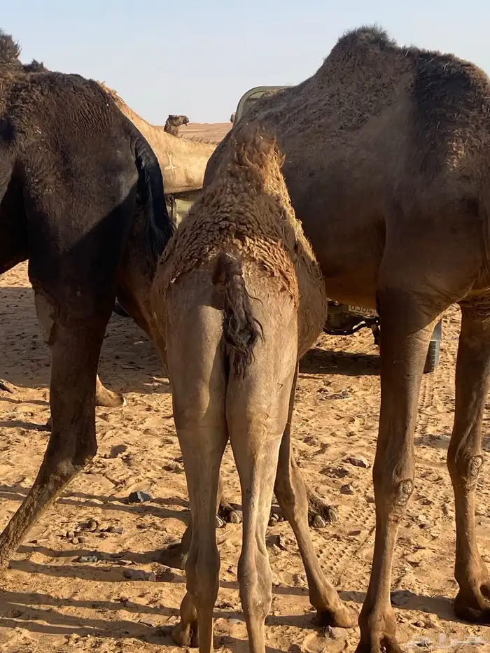 حوار للبيع 1