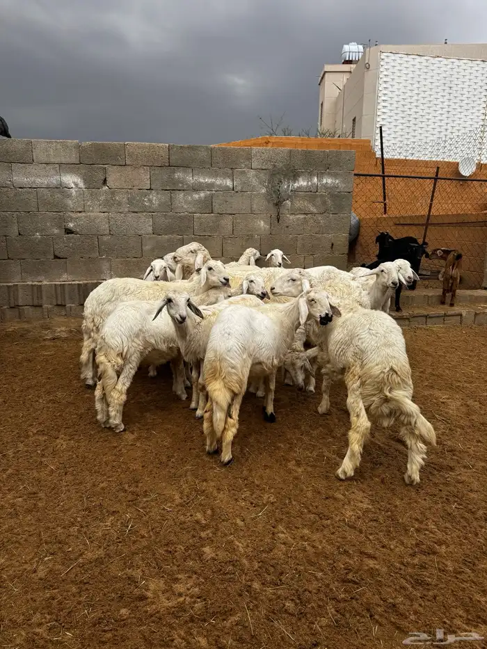 خرفان ورخال للبيع 0