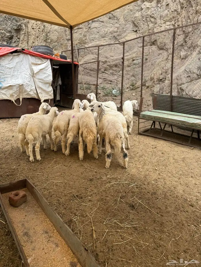 بهم ذبايح كايف وسمان مقفل 2