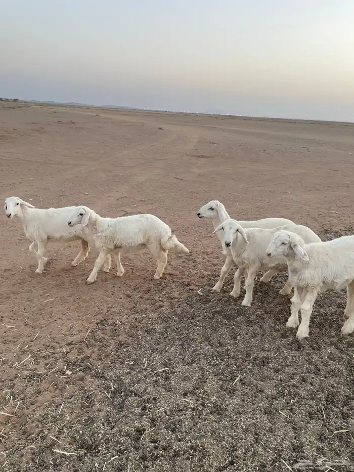 بهم حري فاخر 2