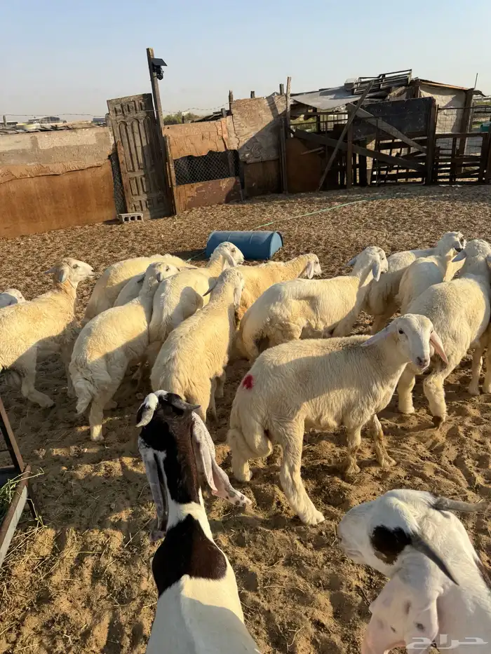 ذبائح للبيع 13