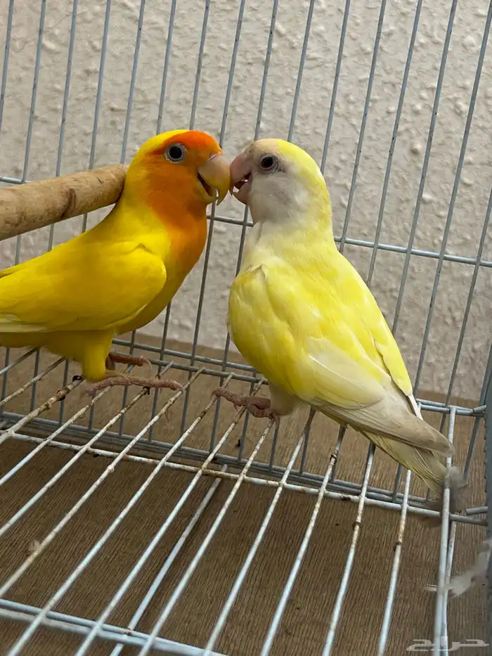 زوج روز مميز 0
