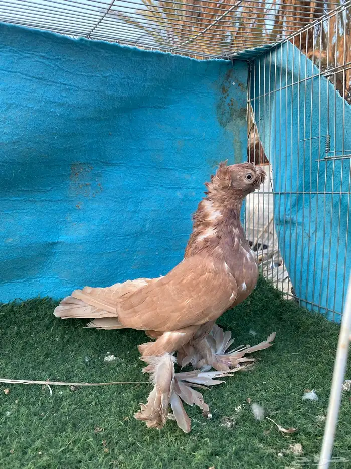 حمام أوزبكي 1