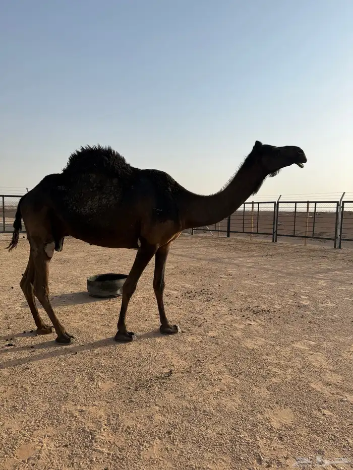 نياق ضرايب 11