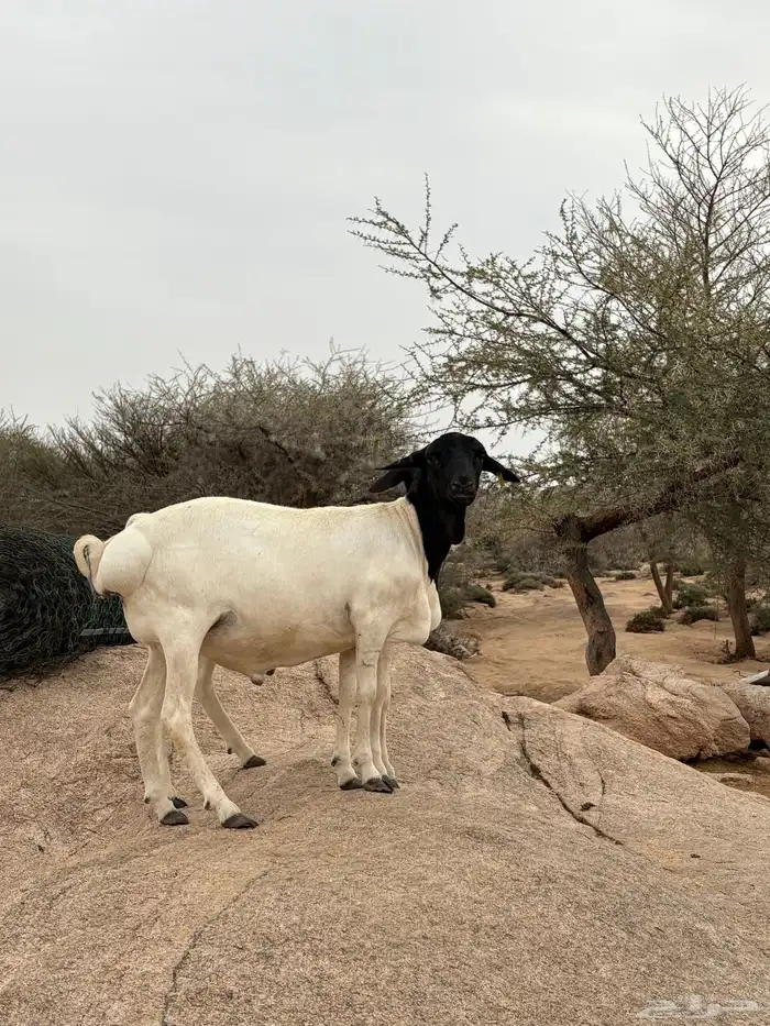 طليان برابري نظيييفه وتربيه 3