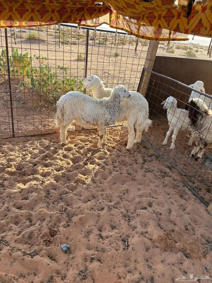 طليان حريات 1