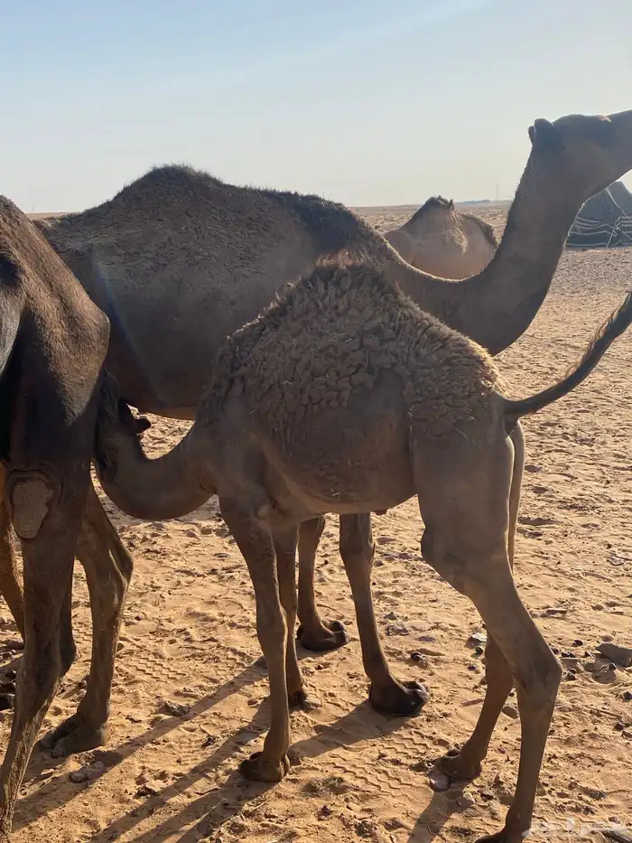 حوار للبيع 0
