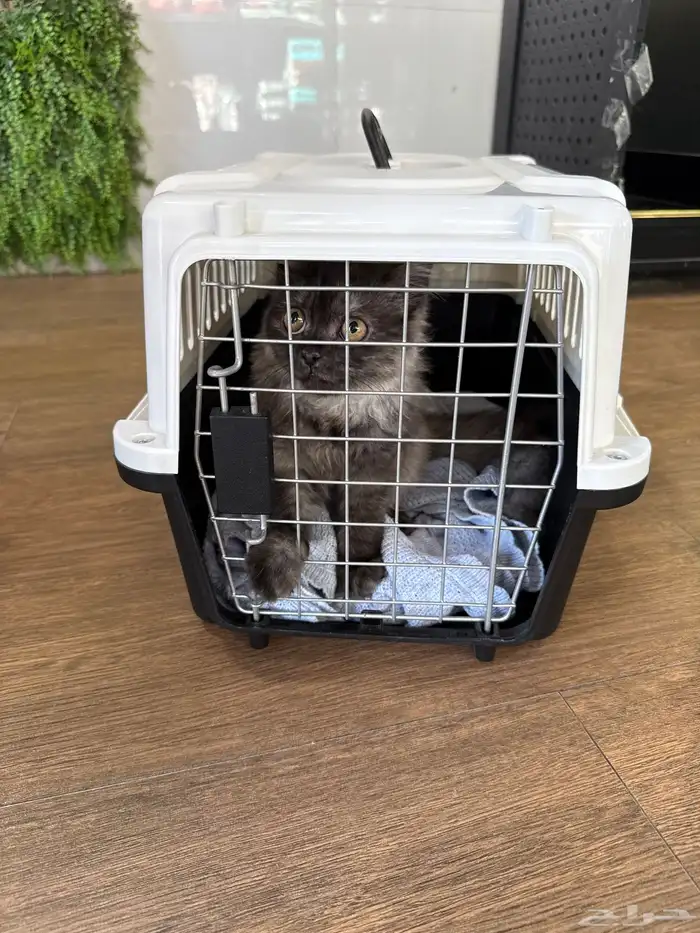 قطة شيرازي عمرها 4 شهور مطعمه بادواتها كلها 0