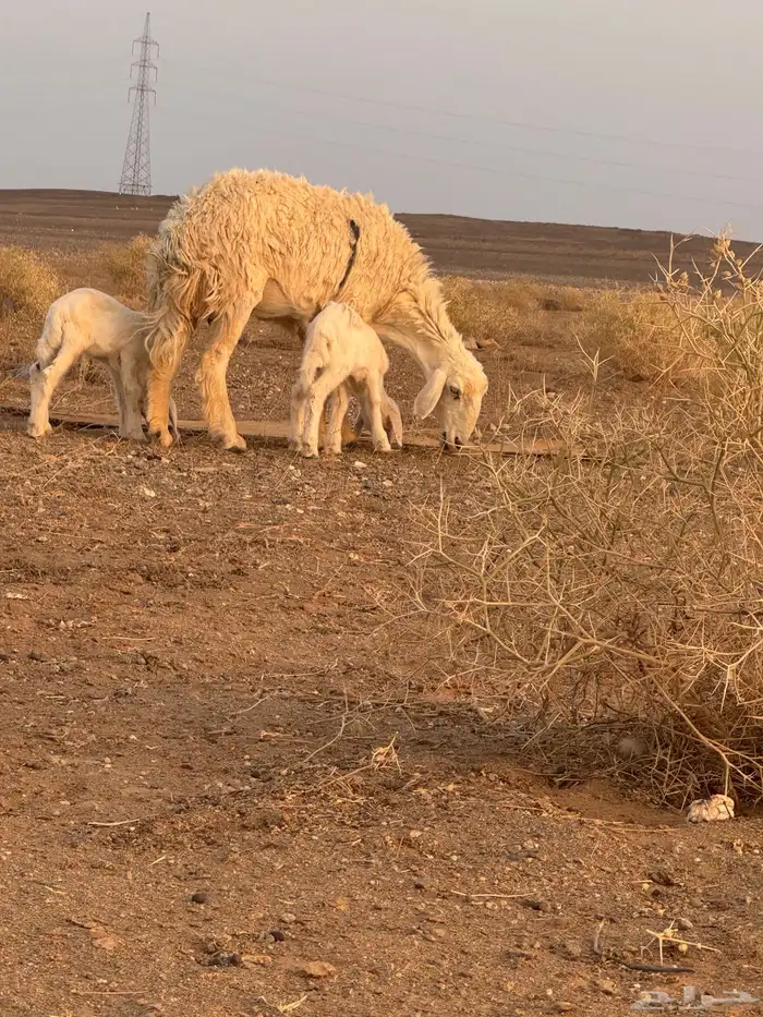 حرية متومه معها خروف ورخل 1