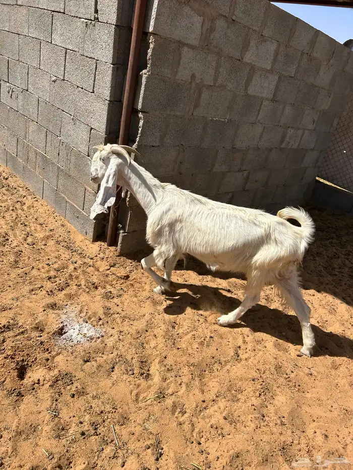 عنزين بيض 6