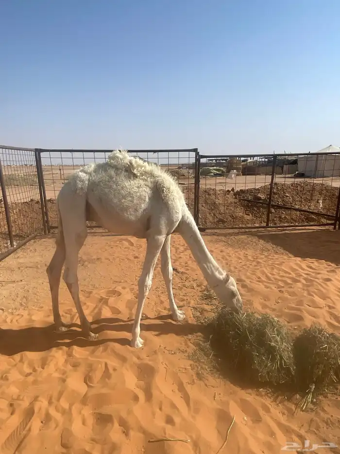 للبيع قعود قصب 0