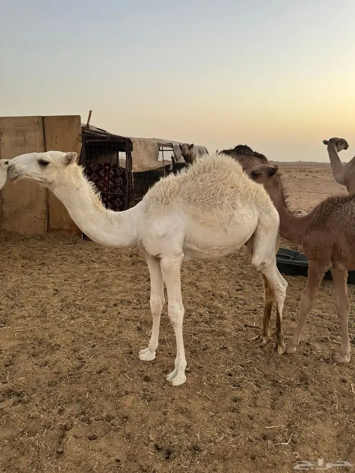 قعود 0