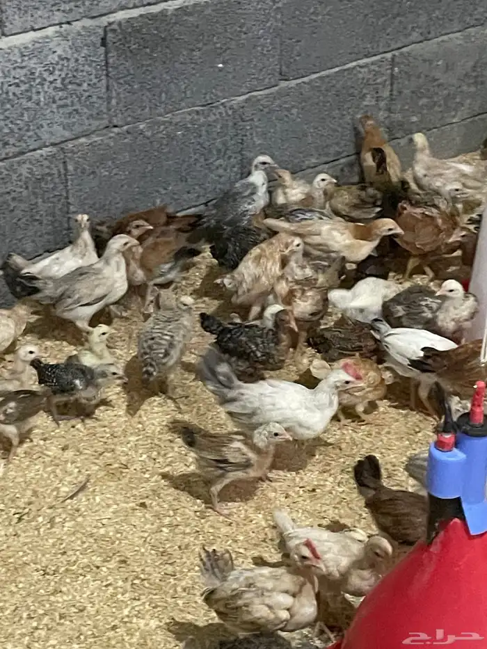 للبيع صيصان بلدي عمر شهر ونص الا شهرين 0