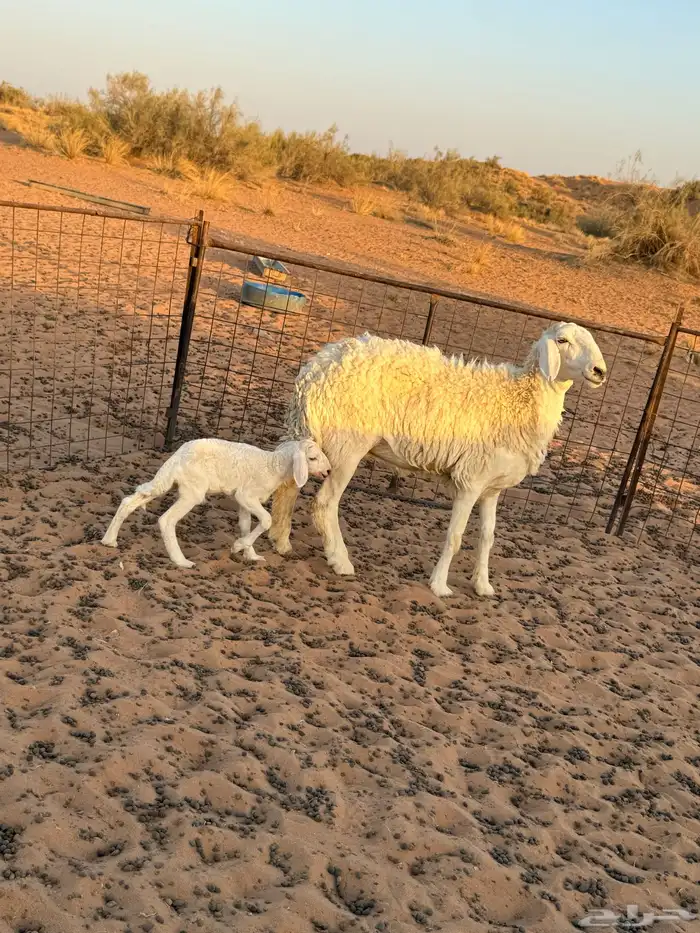 خلفات حريه 1