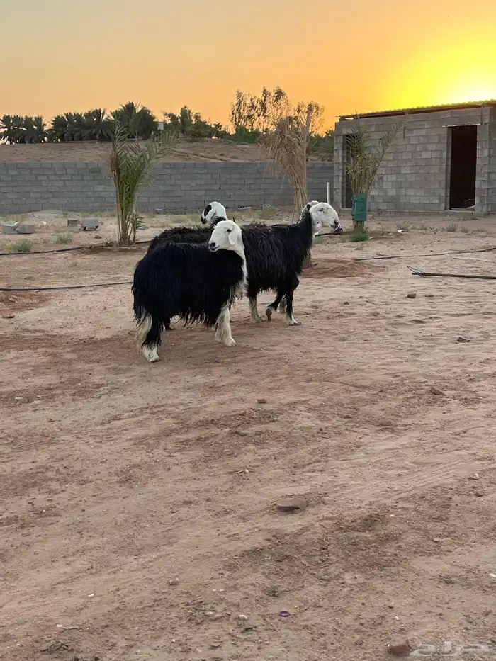 للبيع نجد دفيع 1