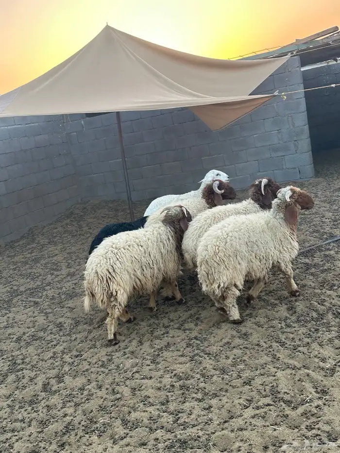 4خرفان نعيم وخروف حري وخروف نجدي 1