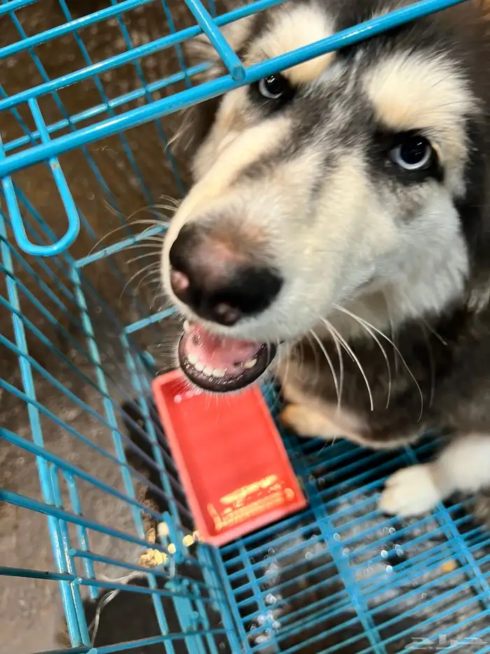 3 month old Siberian husky dog for adoption 6