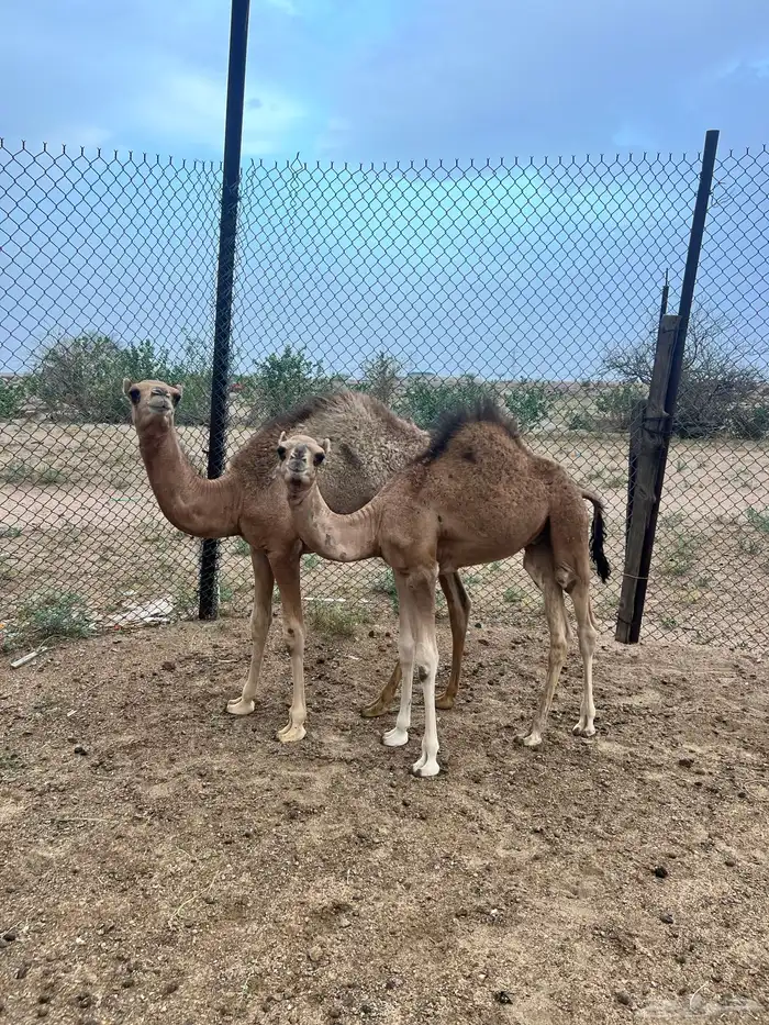 قعدان على الحليب 3