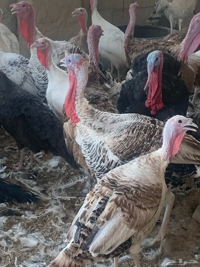 للبيع دجاج رومي 2