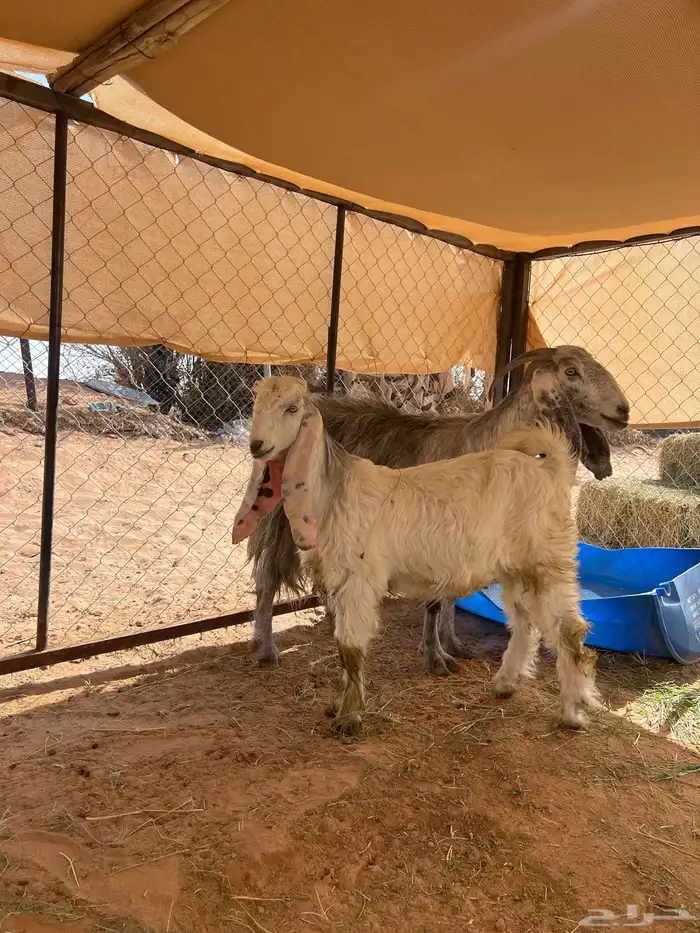 معزا طيبات وحليب 3