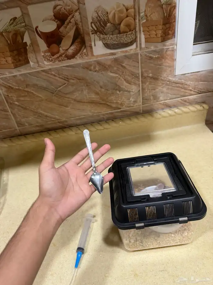 فروخ روز البينو عيون حمرا 0