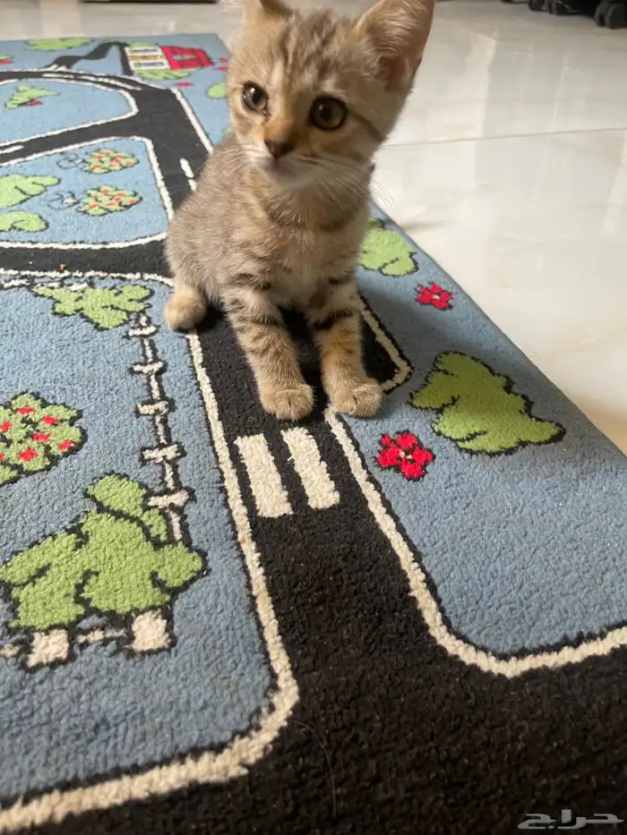 قطط للتبني صغيره 1