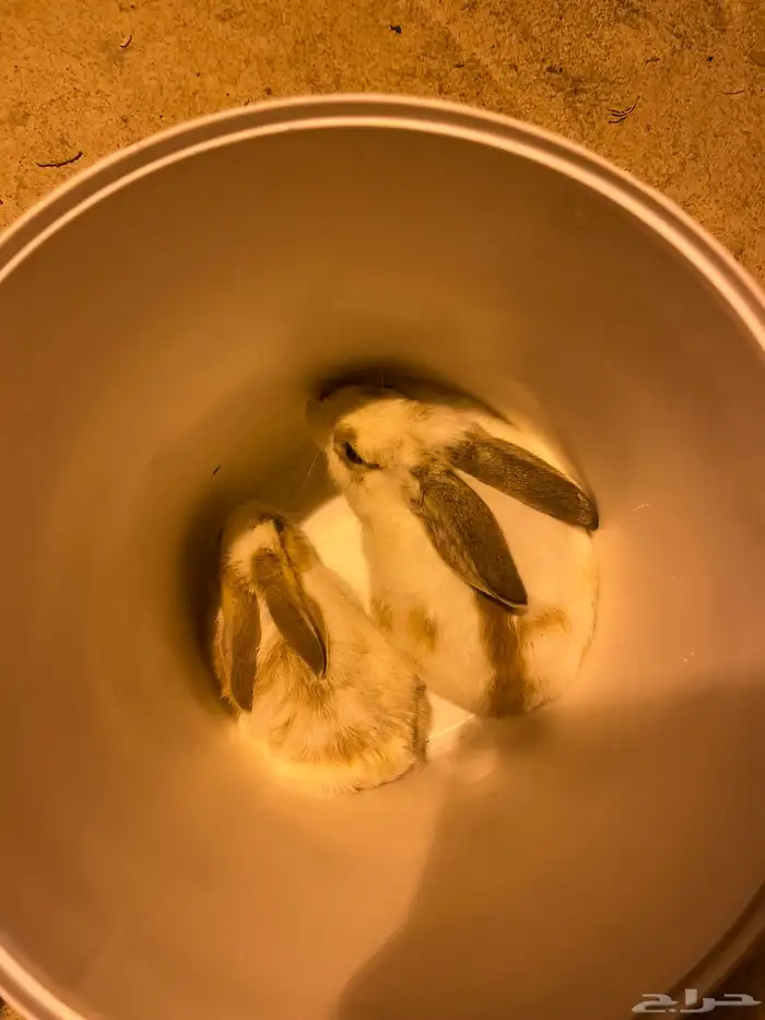 ارانب للبيع 3
