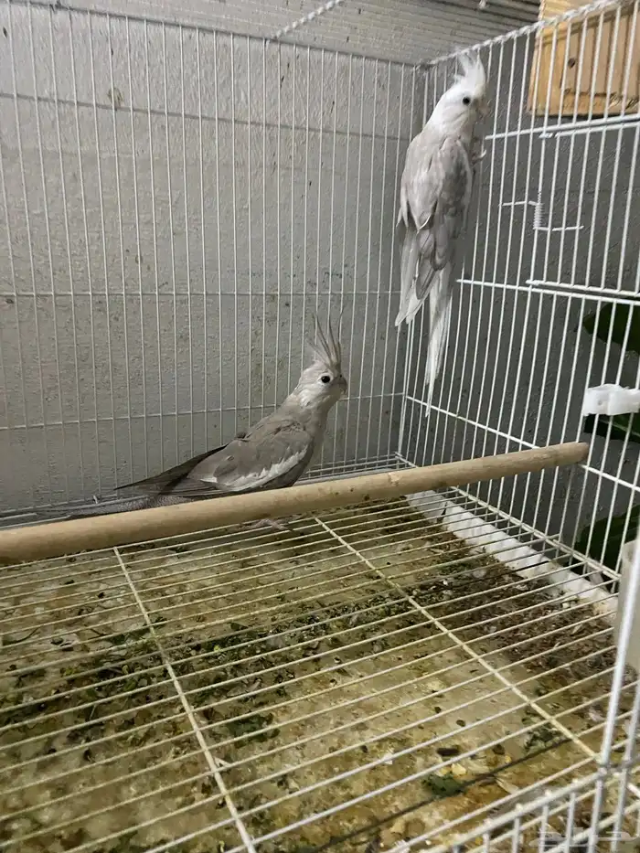 جوز هولندي نظيف وصحة ومنتج شرط 2
