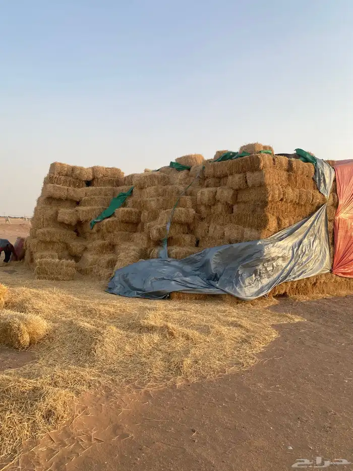 تبن بر شد كبير 0