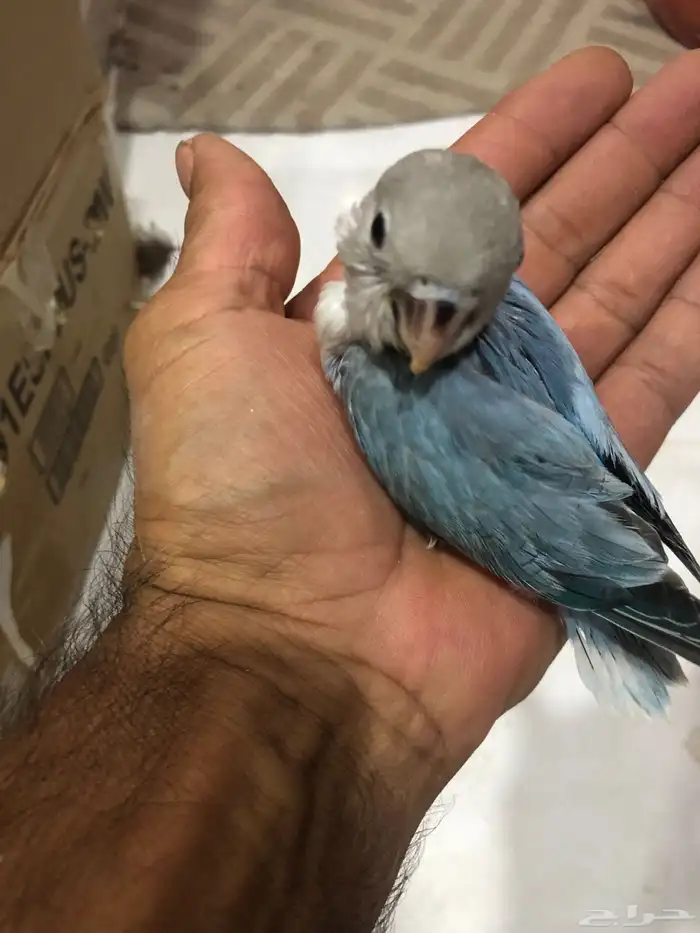 طيور روز للبيع جمله 7