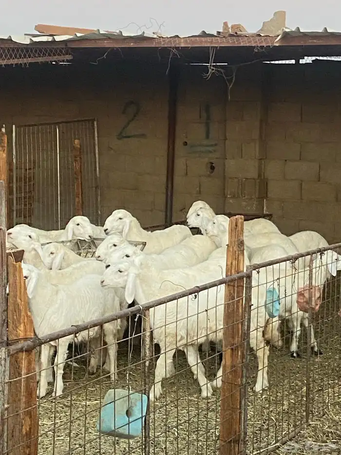 خرفان حري الطايف ( يوجد سلخ وتوصيل) 0