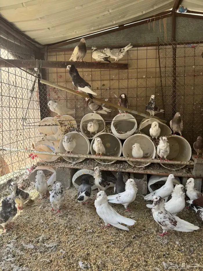 حمام 2