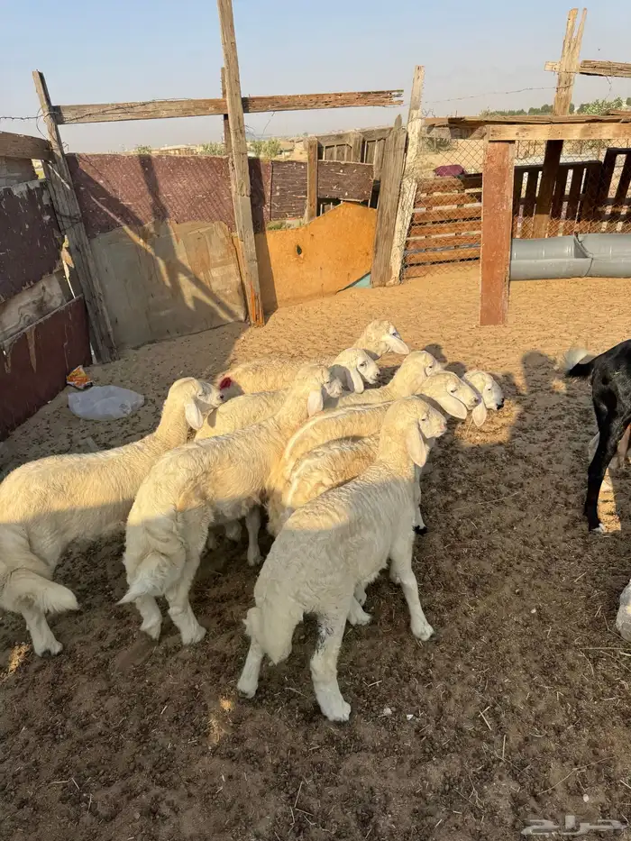 ذبائح للبيع 12