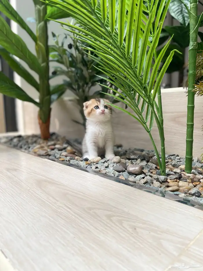 قطط سكوتش فولد 3