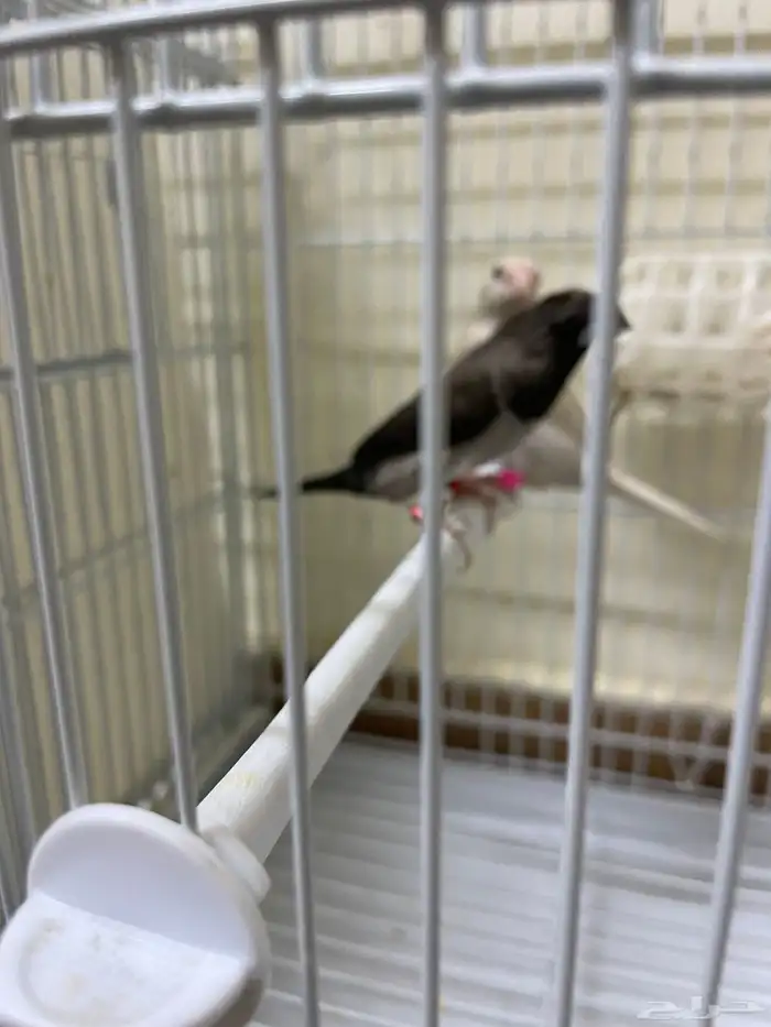 طيور بنقليز 2