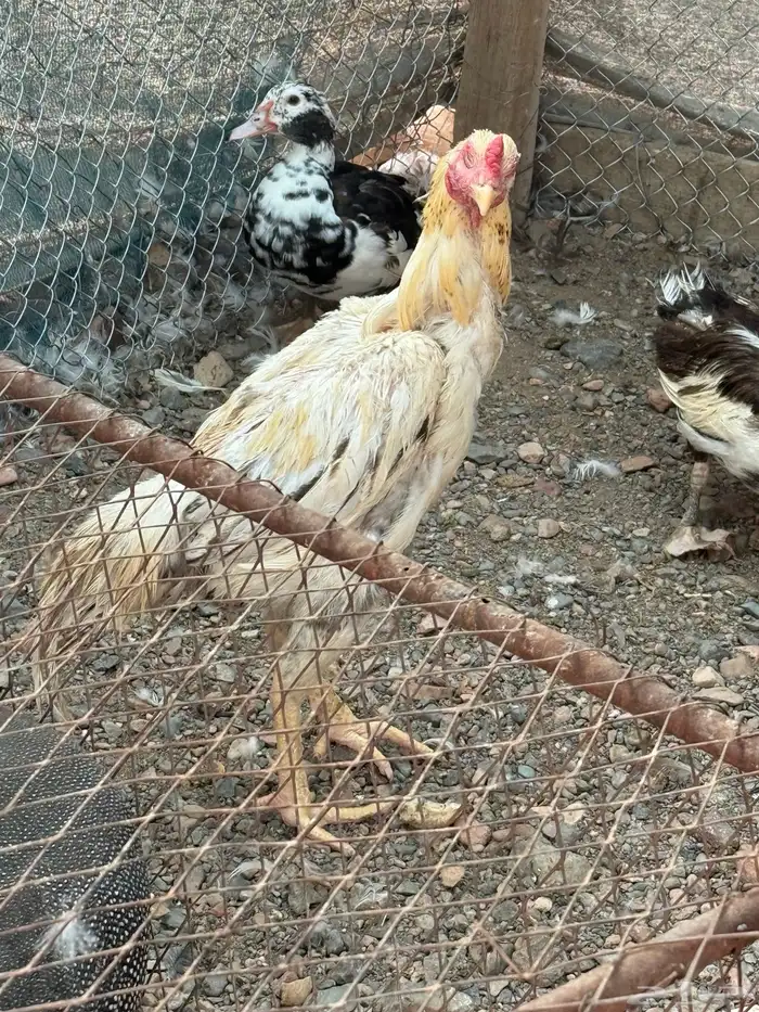 ديك باكستاني 1