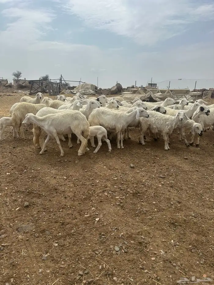 45 رخل دفيع تولد 2