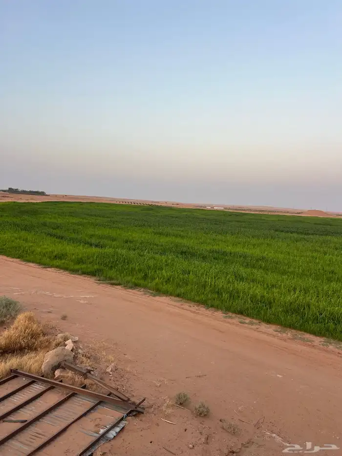 رشاش دخن للبيع 3