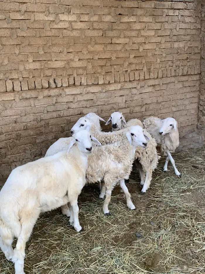 خرقان سمان 1
