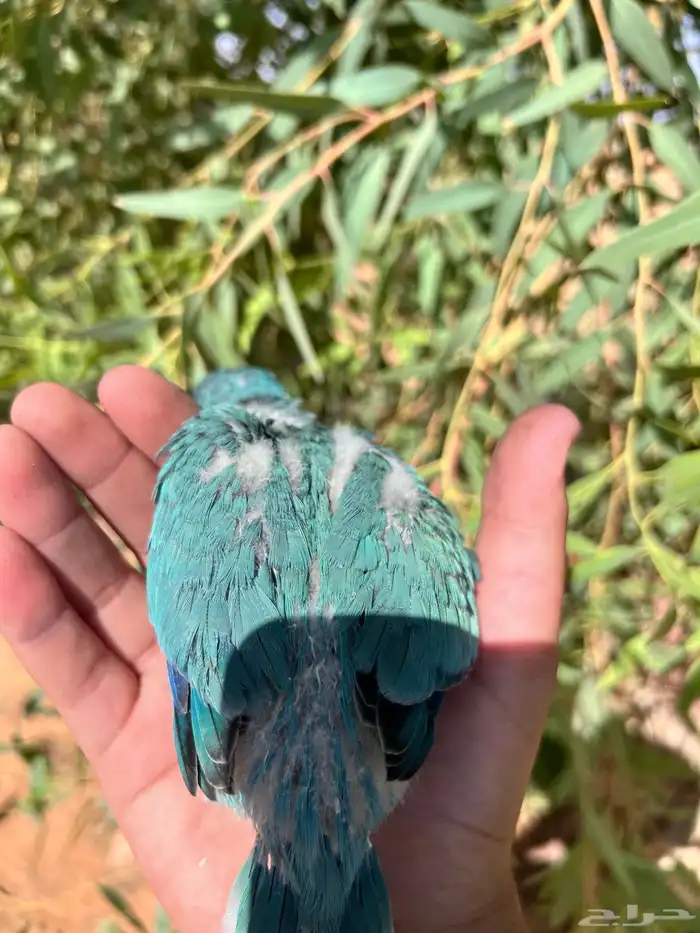 ببغاء كويكر ( الراهب ) دايلوت- ازرق فاتح لاهل الغر وهواة هدد 4