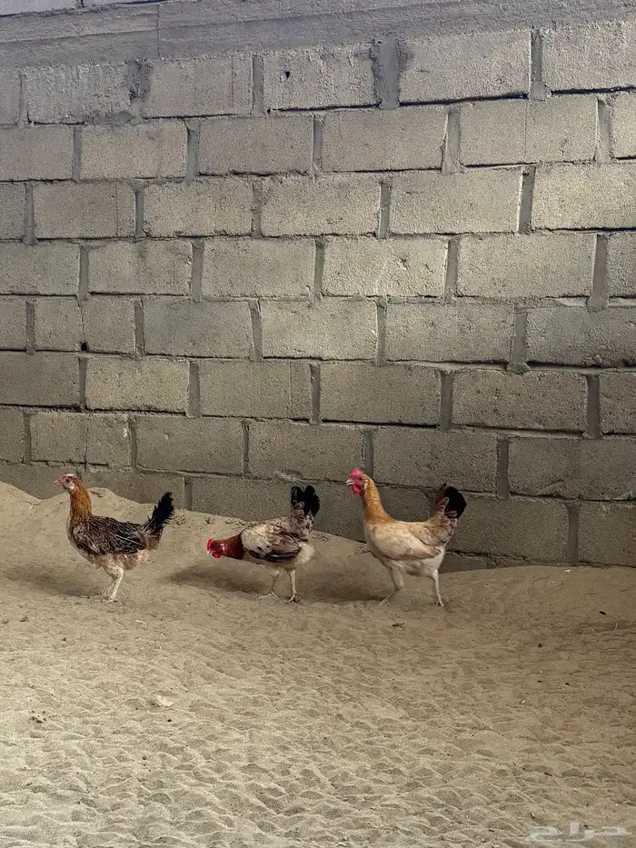 دجاج للبيع 3
