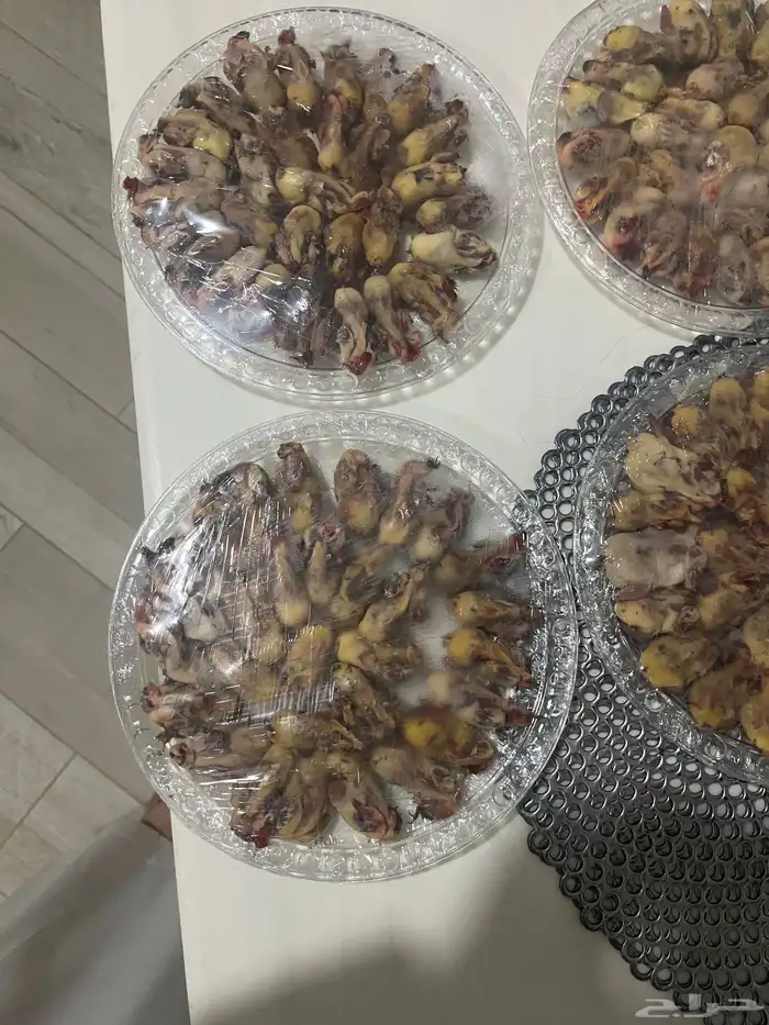 طيور للبيع 1