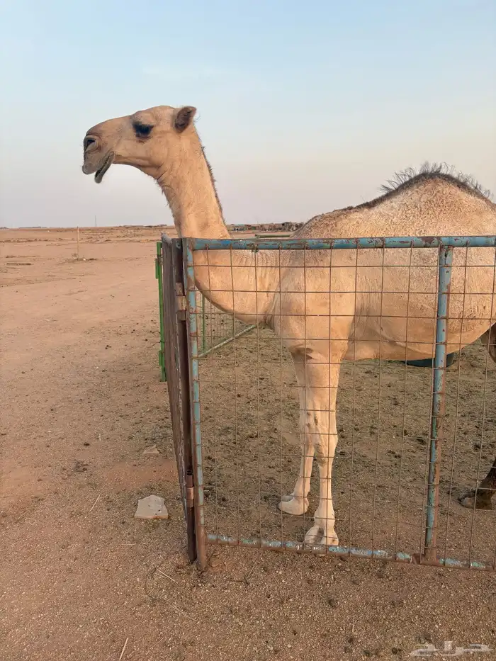 بكره للبيع 1