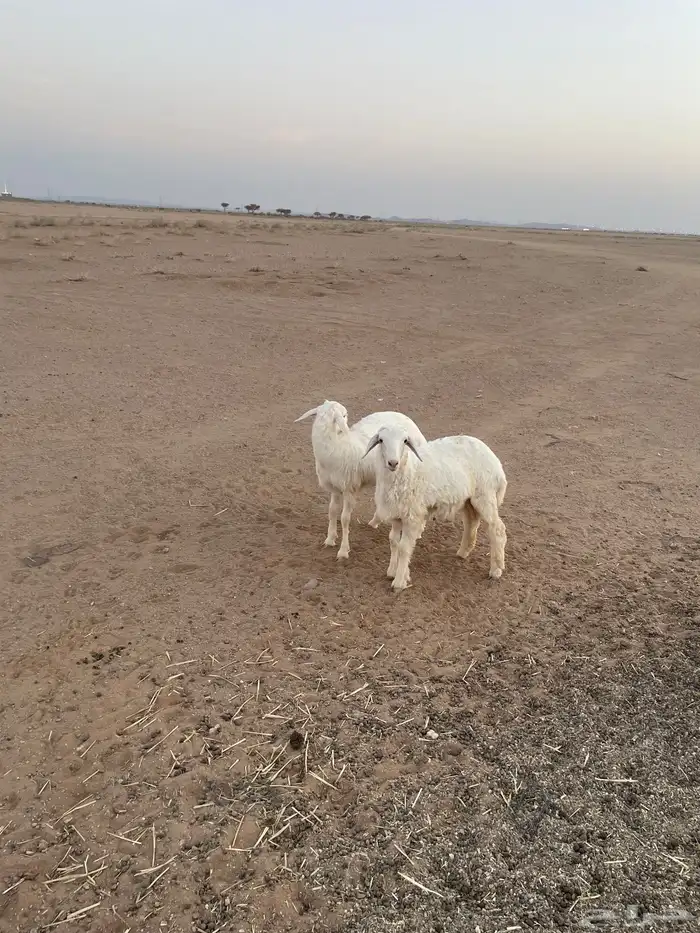 بهم حري فاخر 0