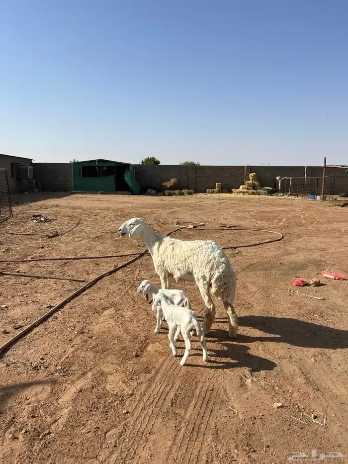 للبيع حريه جذعه والد معها 2 2