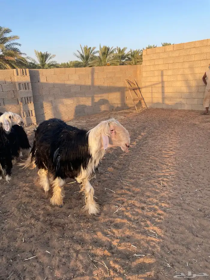 للبيع فحل نجدي صنف ثني مشروط نسف 3