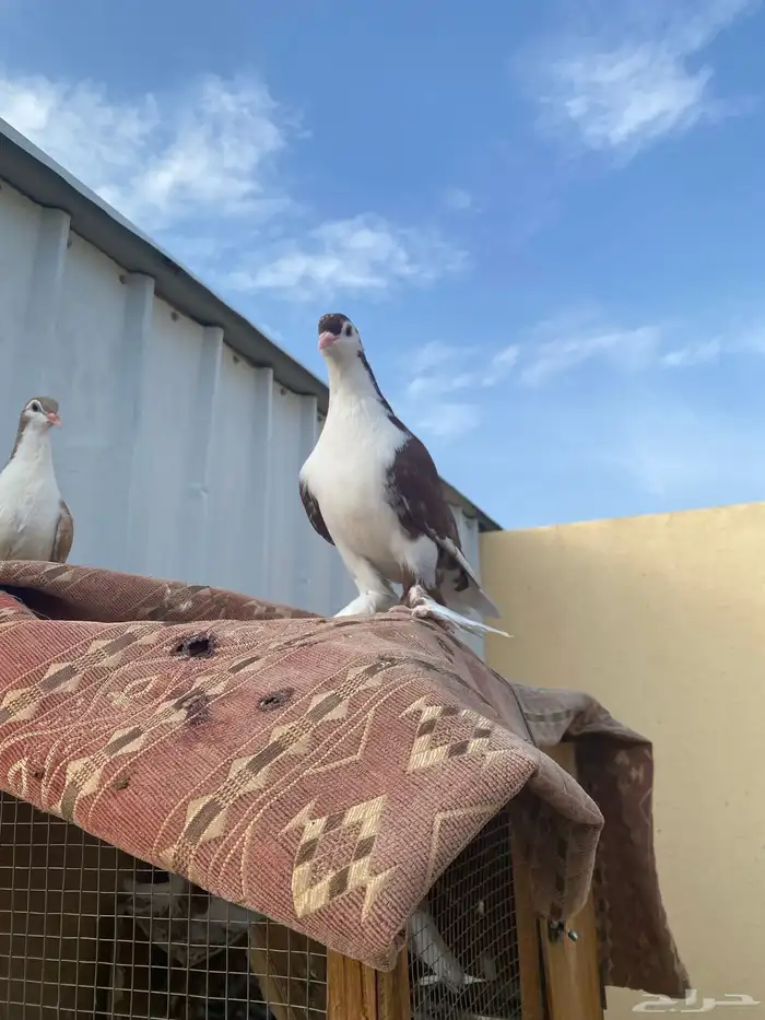 حمام شرايزي 0