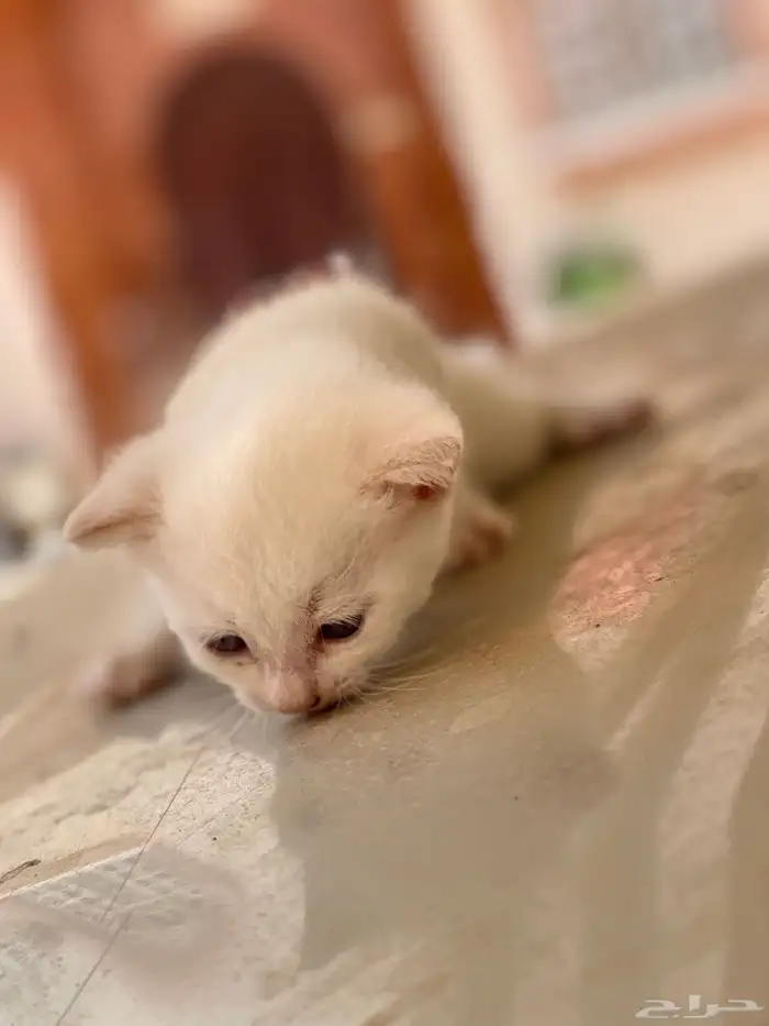 قط صغير للبيع 1